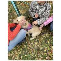 Szöszi, 5 éves ivartalanított lányka #11