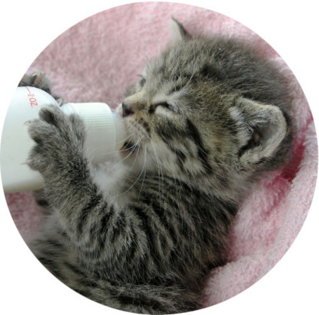 Tejpótló tápszerek kiscicáknak