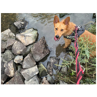 Titusz, 1 éves, 50 cm magas, kan #2