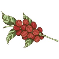 Fella kávéfa rágóbot #6