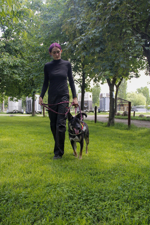 Hektor, kan kutyus gazdit keres