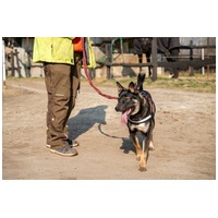 Hektor, kan kutyus gazdit keres #20