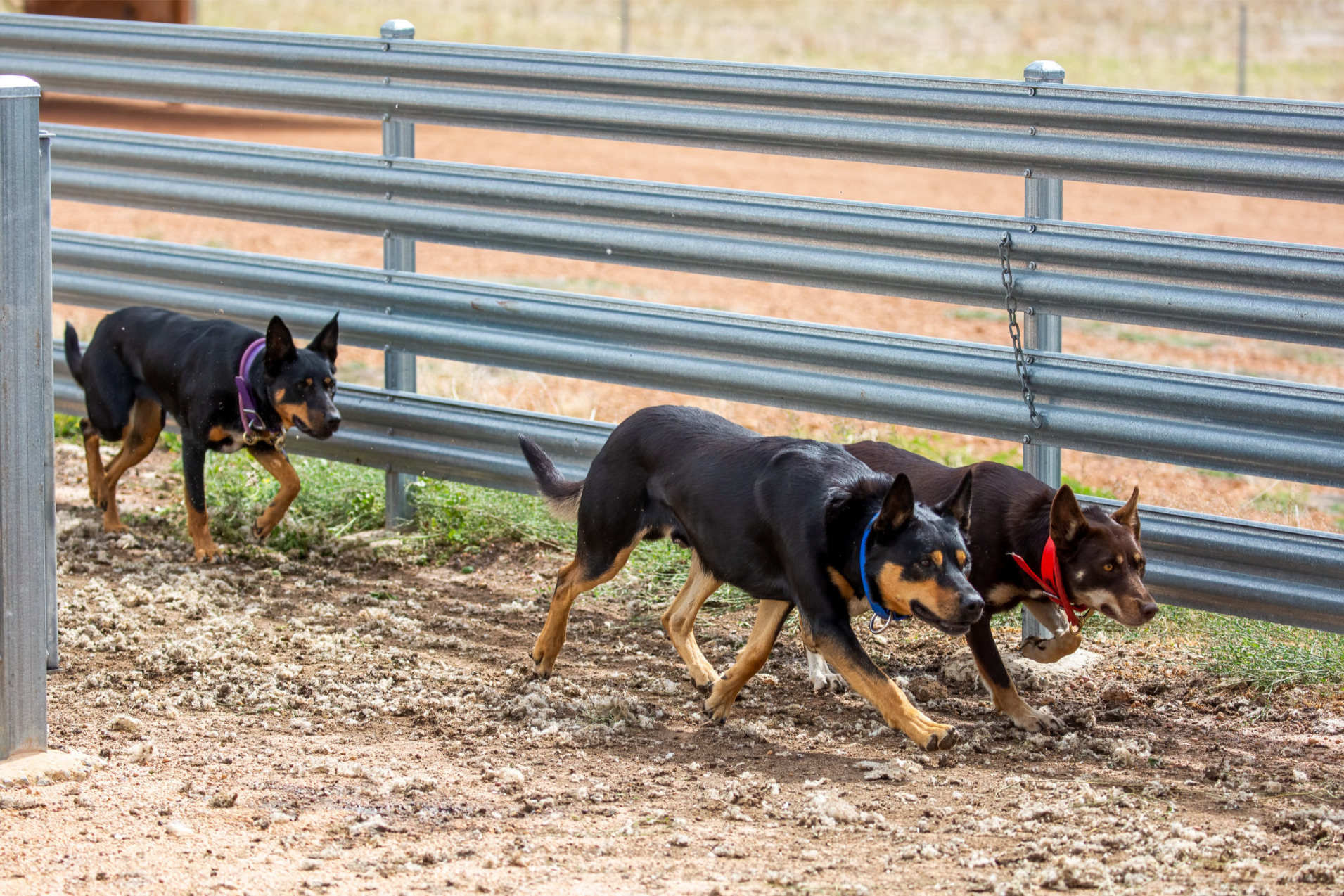 Kelpie juhászkutyák a karámnál