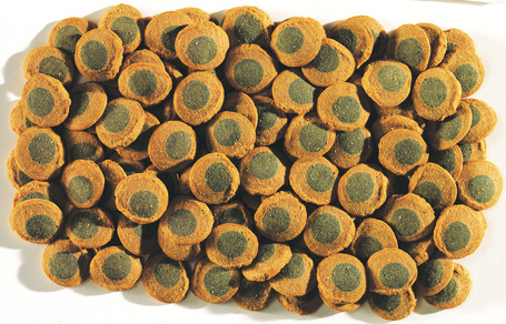 Tetra Pleco Spirulina Wafers