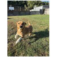 Chino, 7 hónapos keverék kisfiú