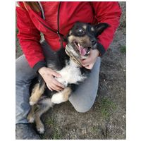 Borzas, két éves, kan #3