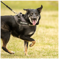 Marcell, 5 éves kan #3