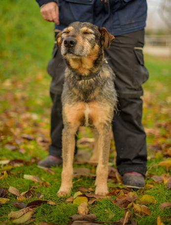 Pongó, 7 éves, kan