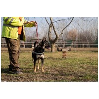 Hektor, kan kutyus gazdit keres #18