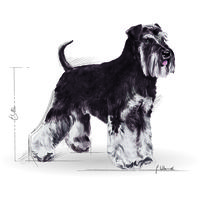 Royal Canin Miniature Schnauzer Adult - Törpe schnauzer felnőtt kutya száraz táp #9