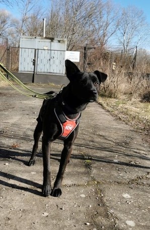 Fido, 1 éves, közepes testű, kan