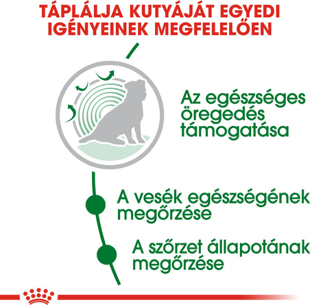 Royal Canin Mini Ageing 12+ | Kistestű idős kutya száraz táp