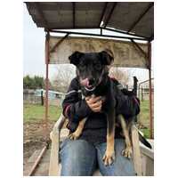 Hektor, kan kutyus gazdit keres #7