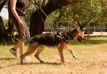 Marsall, egy éves, kan