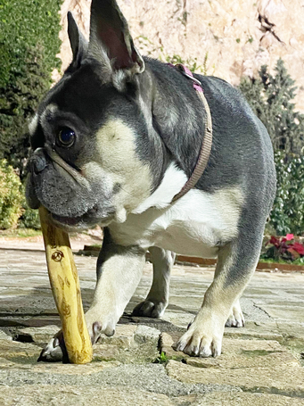 Burgimmune kávéfa rágóbot kutyáknak