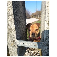 Mochi, 2 éves ivartalanított szuka #7