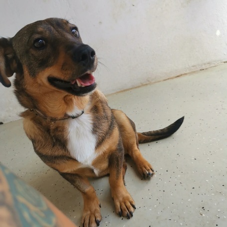 KisO, 4 éves, 34 cm magas, szuka