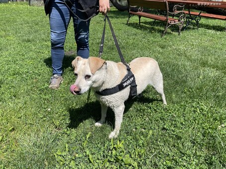 Amy, ivartalanított szuka kutyus