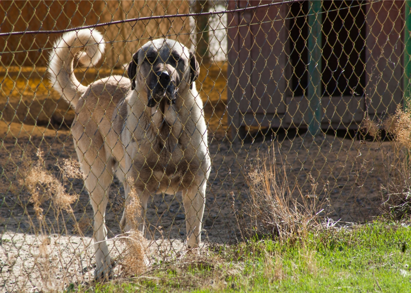 Kangal kutya