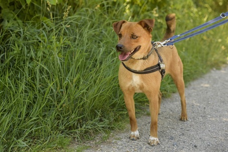 Csoma, 5 éves, 40 cm magas, ivartalanított kan