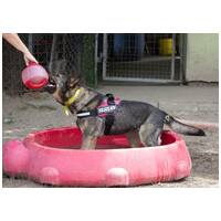 Lady, ivartalanított szuka #28