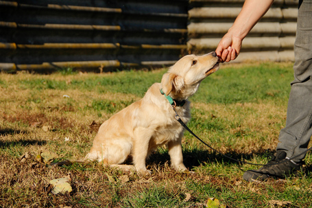 Nugát, 5 hónapos keverék fiúcska