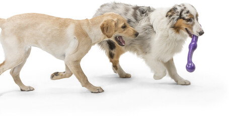 West Paw Zwig apport