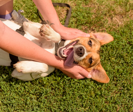 Trixi, egy éves, szuka