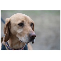 Zsömi lány kutyus gazdit keres #4