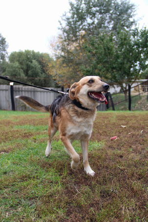 Sally, 5 éves ivartalanított szuka