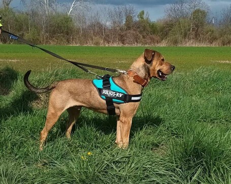 Vilinger, ivartalanított kan