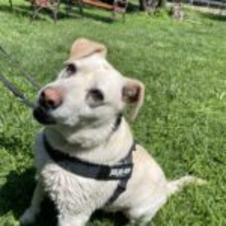 Amy, ivartalanított szuka kutyus