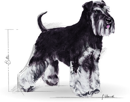 Royal Canin Miniature Schnauzer Adult - Törpe schnauzer felnőtt kutya száraz táp