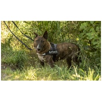 Ariell, 12 éves, 47 cm magas, lány kutya #10