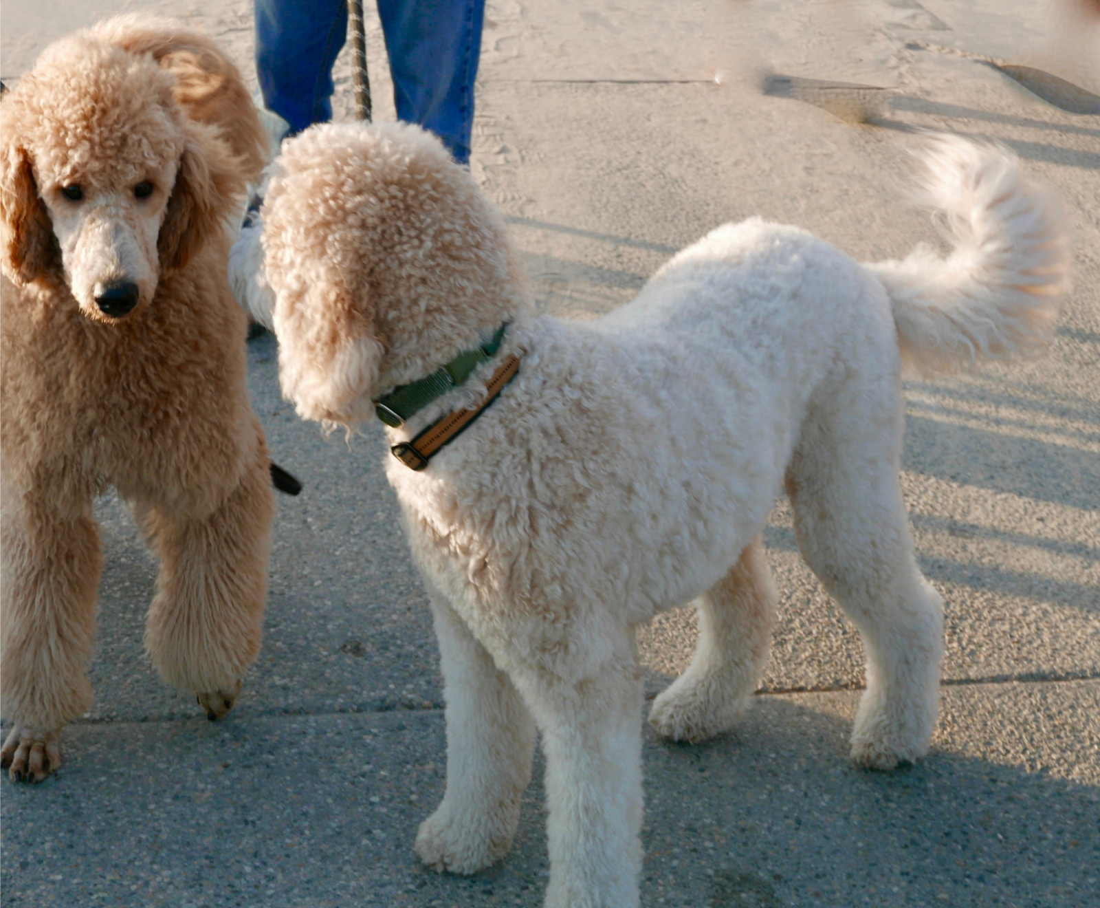 Goldendoodle kutyák