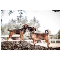 Mira, fél éves, szuka #5