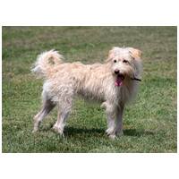 Aranyka, ivartalanított szuka kutyus #14