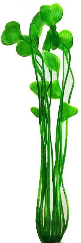 Plantă ornamentală de acvariu cu tulpină lungă și frunze verzi late