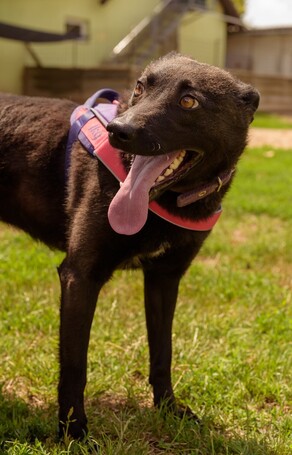 Ében, két éves, szuka