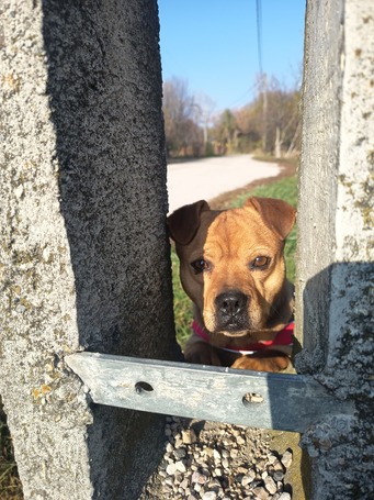 Mochi, 2 éves ivartalanított szuka