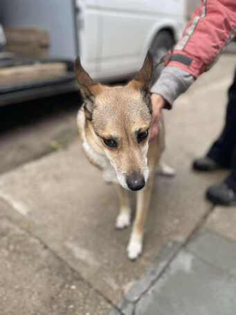 Poppy, 11 éves ivartalanított idős hölgy