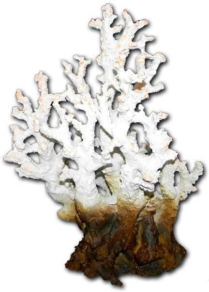 Színes szirtkorall akvárium dekoráció