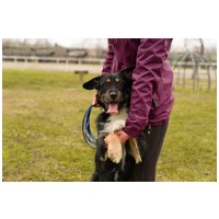 Borzas, két éves, kan #7