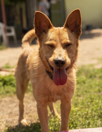 Titusz, 1 éves, 50 cm magas, kan