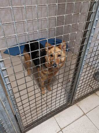 Sajó, 3 éves, 51 cm magas, németjuhász keverék, kan