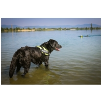 Julius-K9 IDC neonzöld/sárga powerhám kutyáknak #6