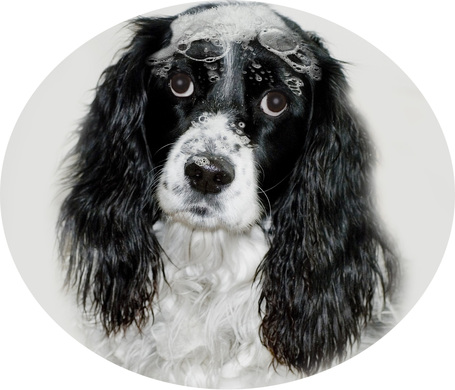 Bolhairtó és -riasztó kutyasamponok