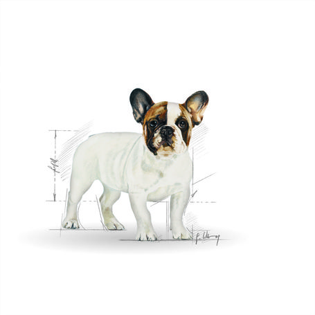 Royal Canin French Bulldog Junior - Francia Bulldog kölyök kutya száraz táp