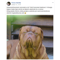 Dado Hypoallergenic Puppy Mini Fish & Rice | Hipoallergén halas táp kistestű kölyökkutyáknak #18