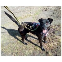 Fido, 1 éves, közepes testű, kan #3